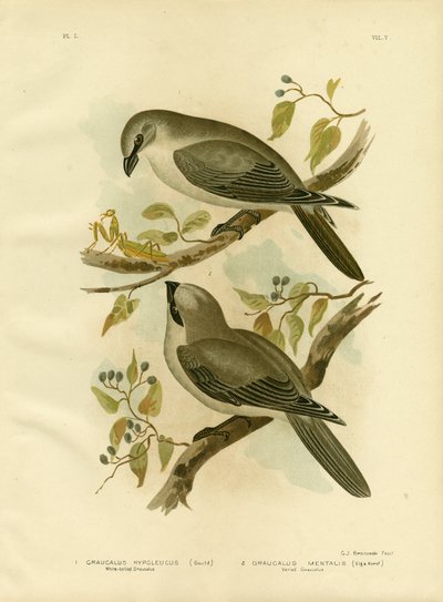 White-Bellied Cuckoo-Shrike, 1891 by Gracius Broinowski